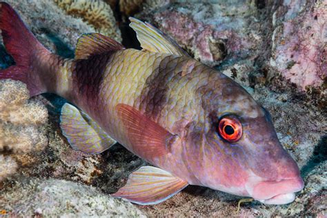 Doublebar Goatfish Reef Fish Of The Hawaiian Islands · Inaturalist