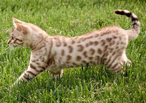 Although they can be challenging to care for (as we have established in bengal cats are prized worldwide as one of the most beautiful and alluring of all breeds of domestic. Bengal Cats - The Happy Cat Site