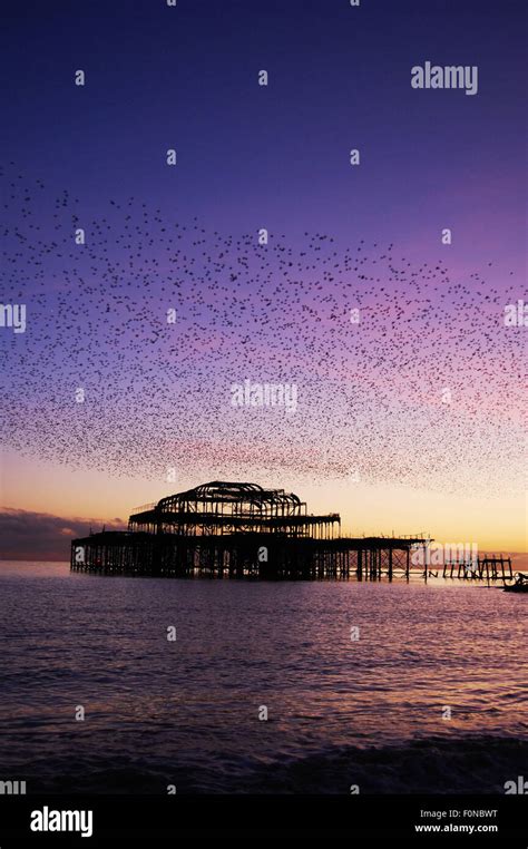 Starlings Flying Over The West Pier Brighton England At Sunset Stock