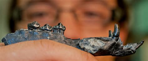 Camels are well known for their ability to survive the hot and dry conditions of the desert, but a study suggests they once thrived in colder climes. New ancient camels from Panama Canal excavation named ...