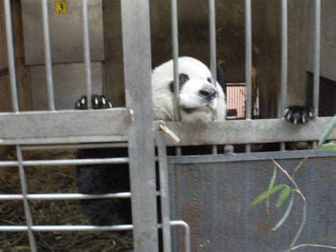 Panda Volunteer Program Our Day As Panda Keepers In Chengdu China