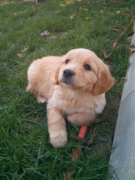 1000 Images About Baby Golden Retrievers On Pinterest Screensaver