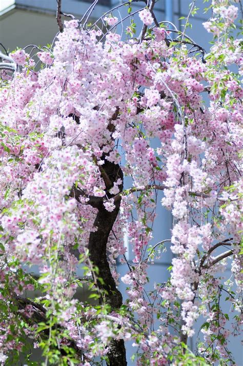 Flowering and weeping cherry, flowering plum, fruit trees; Sweet Angel | Flowering trees, Beautiful flowers, Weeping ...