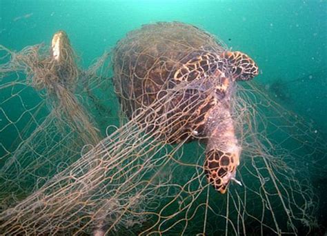 Sea Turtle Drowned In Fishing Nets Marine Animals