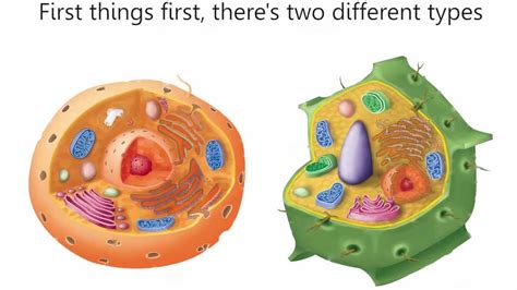 Understanding the parts of speech. Cells Cells - Parts of the Cell Rap - YouTube