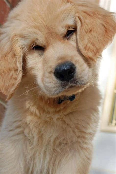 1000 Images About Cute Dogs And Puppies On Pinterest