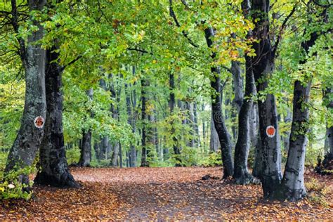 Beautiful Colorful Autumn Forest Landscape Stock Image Image Of Green