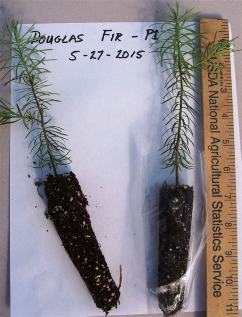 1 locating the plug cover. SALE PLUG SEEDLING PICTURES - Redrock Farm