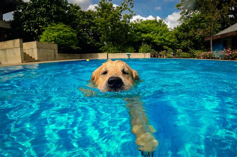 Dogs Swimming Pool