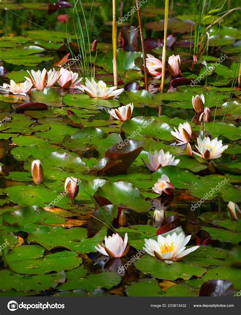 Natural Swamp Water Lillies — Stock Photo © Swisshippo 203813432