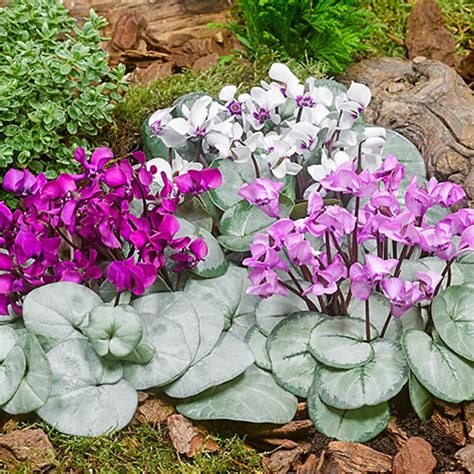 Hardy Winter Blooming Silver Leaf Cyclamen Mixture Premium Dutch