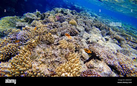 Coral Reefs Of The Red Sea Near Which Tropical Fish Swim Stock Photo