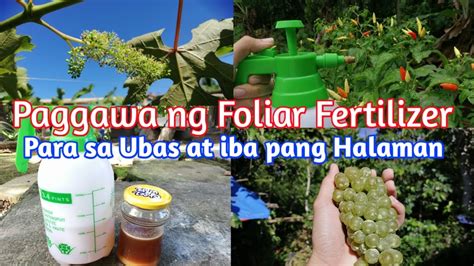 Paggawa Ng Foliar Fertilizer O Fermented Fruit Juice Para Sa Ubas At