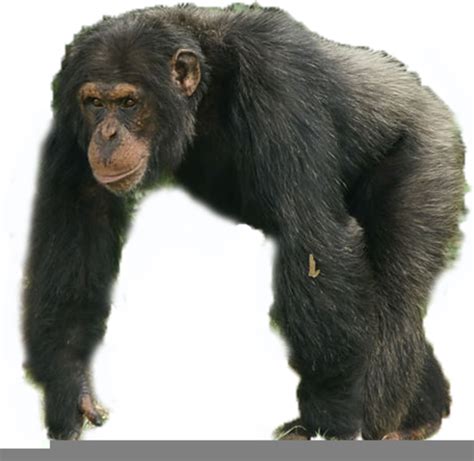 Chimpanzee And Clipart Free Images At Vector Clip Art