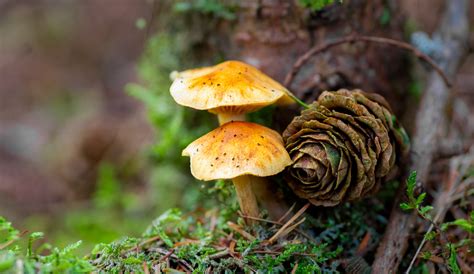 Autumn Mushrooms Photography