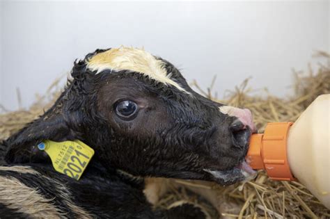 tips for feeding new born calves in winter dairy global