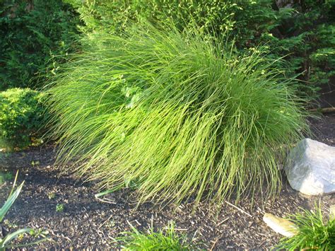 ornamental-grass-yet-to-identify-help-ornamental-grasses,-herbs,-grass
