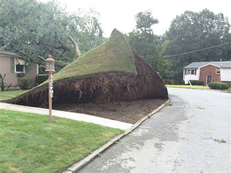This Tree Fell And Pulled The Whole Lawn Up With It 9gag