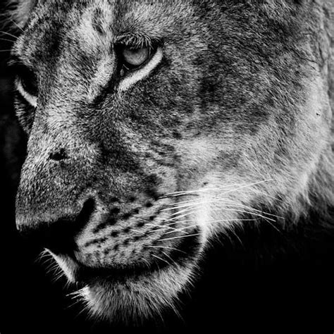 Black And White Wildlife Portraits By Laurent Baheux — Photography