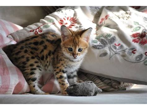 Stunning F1 Savannah Kittens For Sale Cats And Kittens