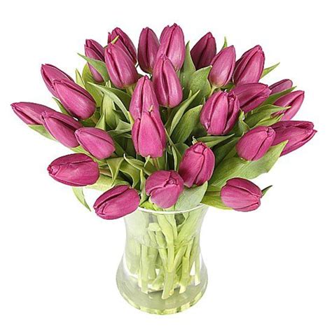 Passionate Purple Tulips