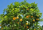 Oranger : plantation, taille, entretien et récolte de saison