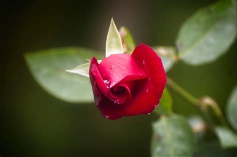 Rosa Planta Flor Foto Gratuita No Pixabay Pixabay