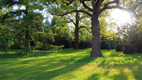 Oak Tree Wallpapers Wallpaper Cave