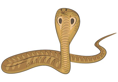 King Cobra Snake Clipart Transparent Background Cobra Clip Art Cartoon