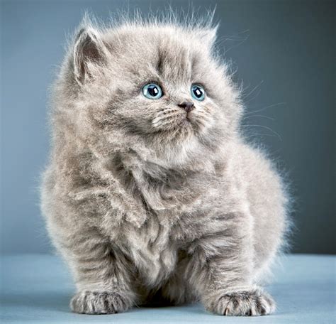 Cats Kittens Glance Grey Fluffy Animals Wallpapers Wallpapers Hd