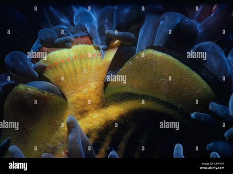 Sea Anemone Eating Hi Res Stock Photography And Images Alamy