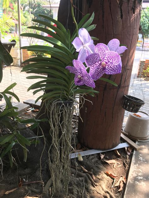 A Happy Orchid At A Temple In Thailand Rorchids