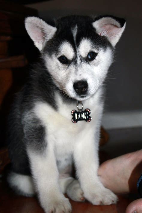 Cutest Huskies Puppies In The World Click Here To Get All Kinds Of Cool
