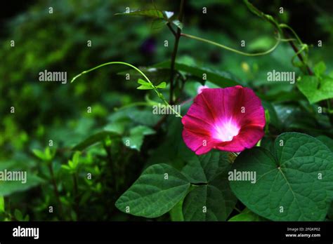 Morning Glory Flowers That Bloom At Dawn Stock Photo Alamy