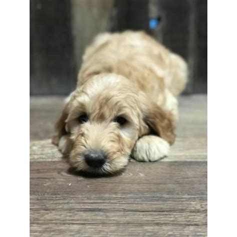 All of our dogs are part of our family. F1 Goldendoodle Pups for sale in Eagle, Idaho - Puppies ...