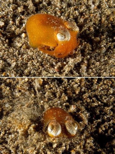 Tropical Bobtail Squids Are Actually Tiny Insanely Cute Orange Blobs