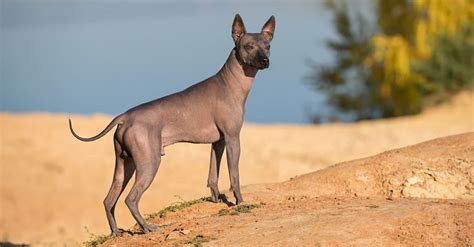 Xoloitzcuintli Dog Breed Complete Guide Az Animals