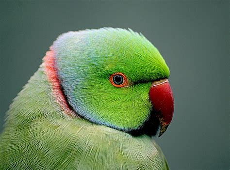 Indian Ringneck Parrot Psittacula Krameri Free Image Peakpx