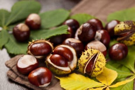Ce mélange à base de marron d'inde, de mélilot et de cassis, améliore la circulation sanguine et agit. Améliorer la circulation sanguine à l'aide de traitements ...