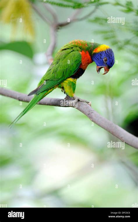 Rainbow Lorikeet Trichoglossus Haematodus Jurong Bird Park