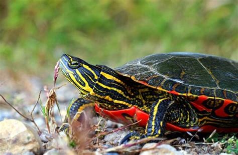 Painted Turtle Description Habitat Image Diet And Interesting Facts