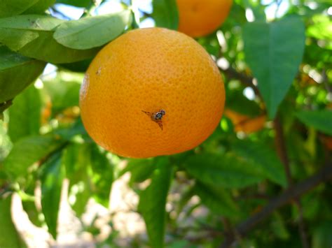 Capitata is an important pest in africa and has spread to almost every other continent to become. Campaña seguimiento mosca de la fruta (Ceratitis capitata ...