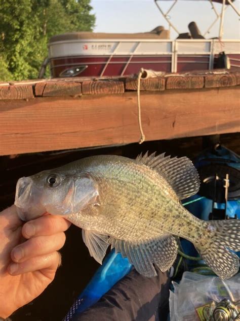 First Black Nose Crappie