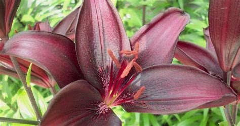 Asiatic Lily Care How To Grow Asiatic Lilies Updated