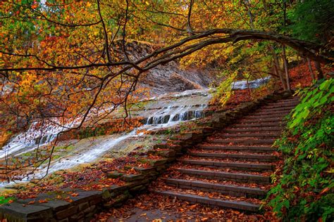 Nature Water Forest Park Steps Trees Leaves Colorful