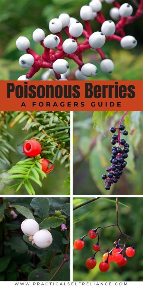 Poisonous Berries ~ A Foragers Guide Poisonous Berries Edible Wild