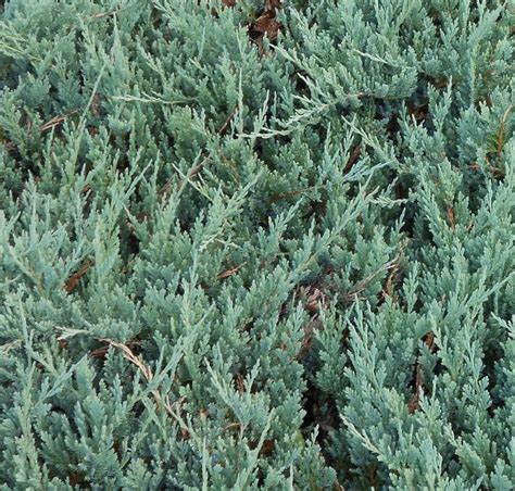 Buy Juniperus Horizontalis Blue Chip Creeping Blue Chip Juniper In