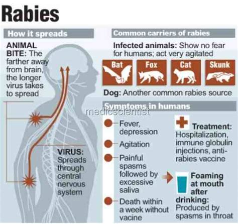 Rabies Hydrophobia Clinical Findings Diagnosis Signs And Symptoms With Treatment