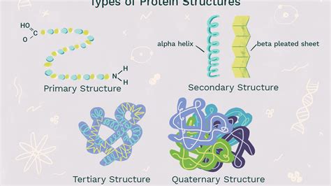 Fajarv Protein Structure Primary Secondary Tertiary And Quaternary Quizlet