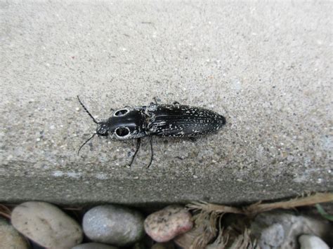 Murray And Candaces Adventures Eastern Eyed Click Beetle